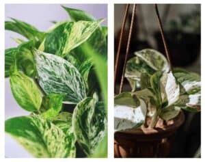 Manjula Pothos vs Marble Queen - Differences and Similarities