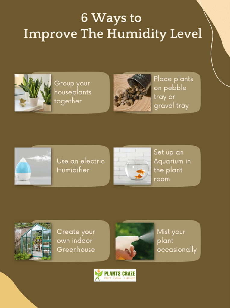 Snake Plant Humidity [3 Impacts its Has on the Plant]