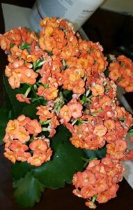 Decorative Kalanchoe Plant