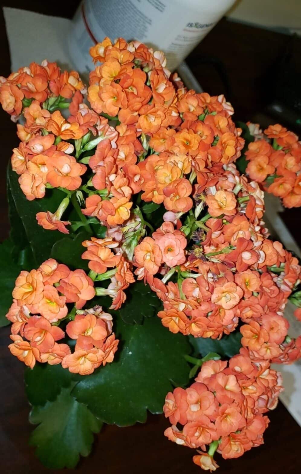 How Often to Water Kalanchoe? [Watering Guide [currentyear]]