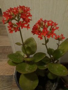 Beautiful Red Blooms In Kalanchoe