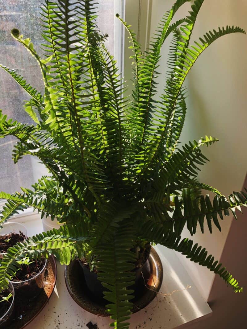 Why do Kimberly Queen Fern Leaves get Crisp and Dry? - Plants Craze