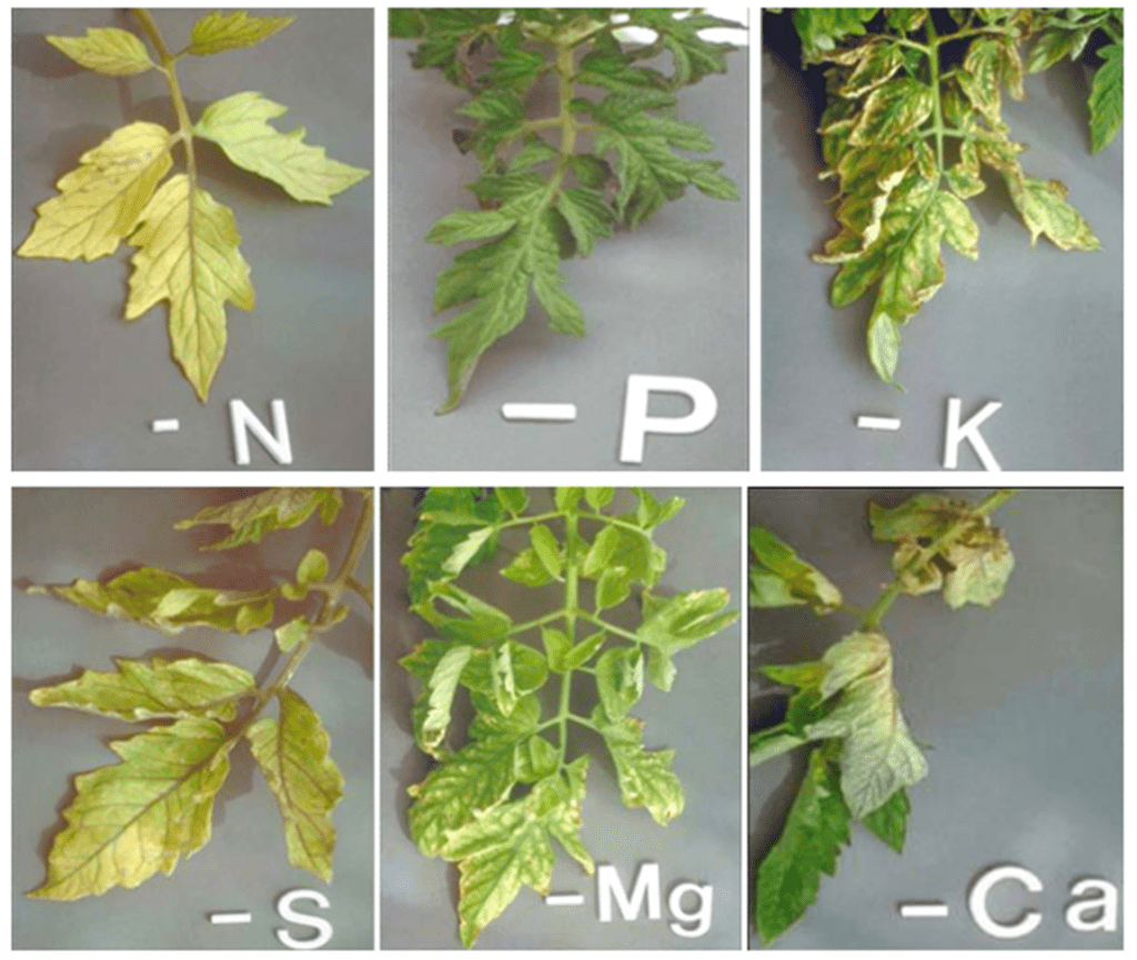 Lack of nutrients shown in plant