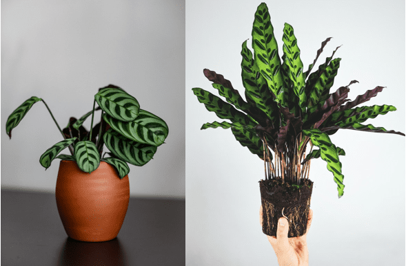 Maranta vs Calathea: What's the Difference?