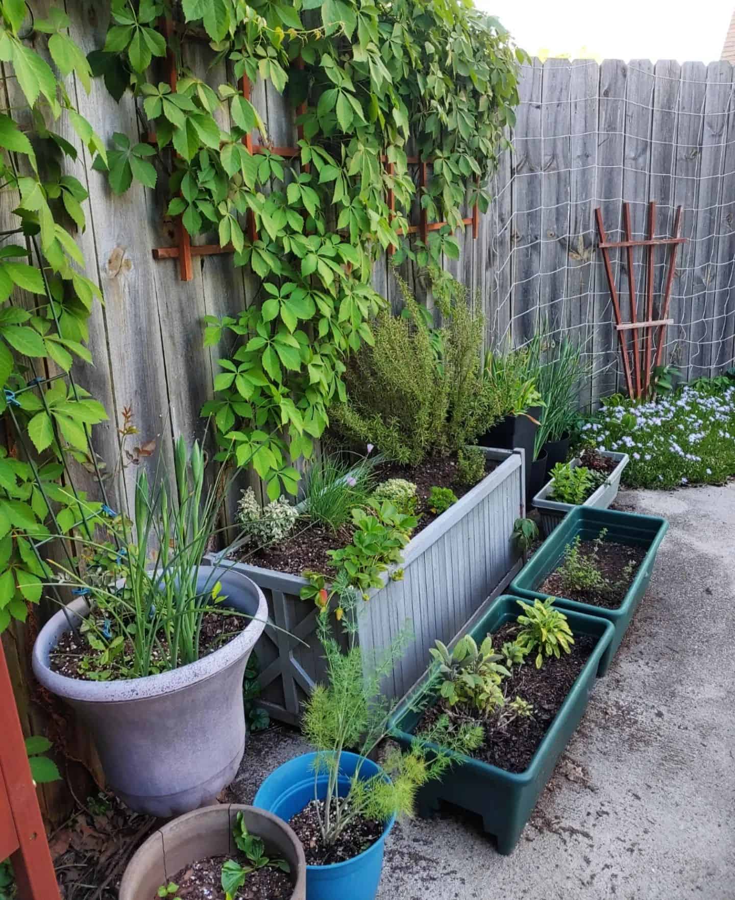 Image represents the herbs growing in containers of different sizes