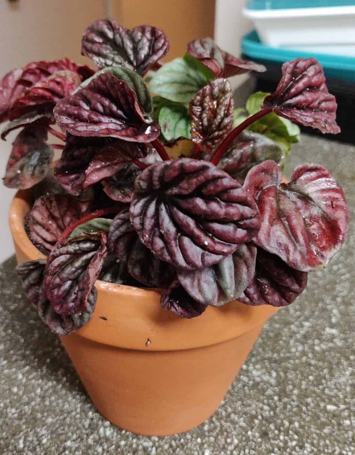 20+ Peperomia Varieties with Names & Pictures - Plants Craze