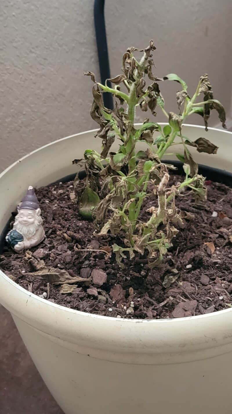 Top Tips to Propagate Pineapple Sage! [With Care Hacks] Plants Craze