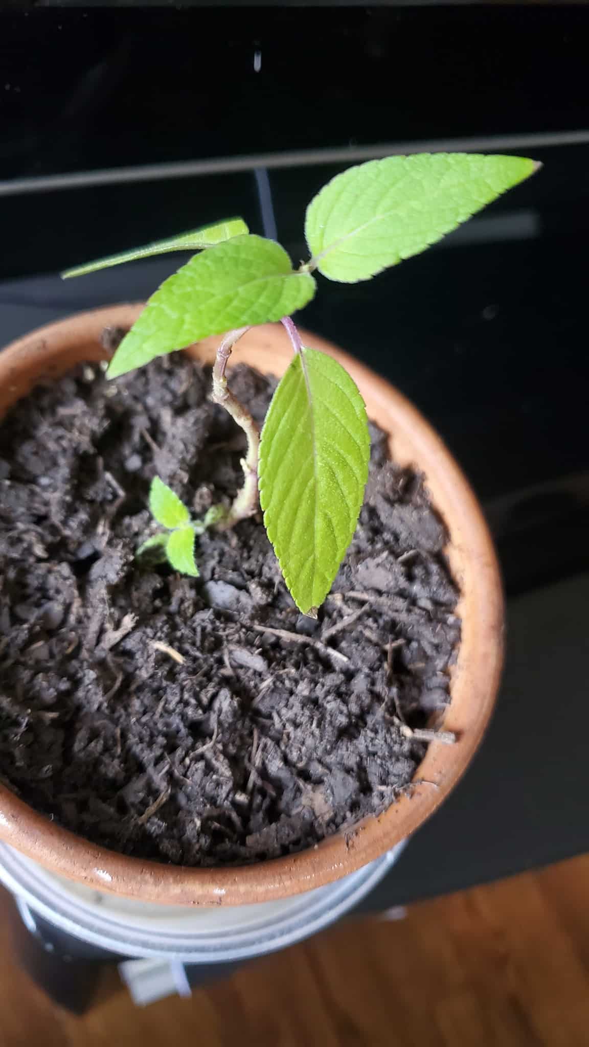 Image represents potted Pineapple Sage sapling