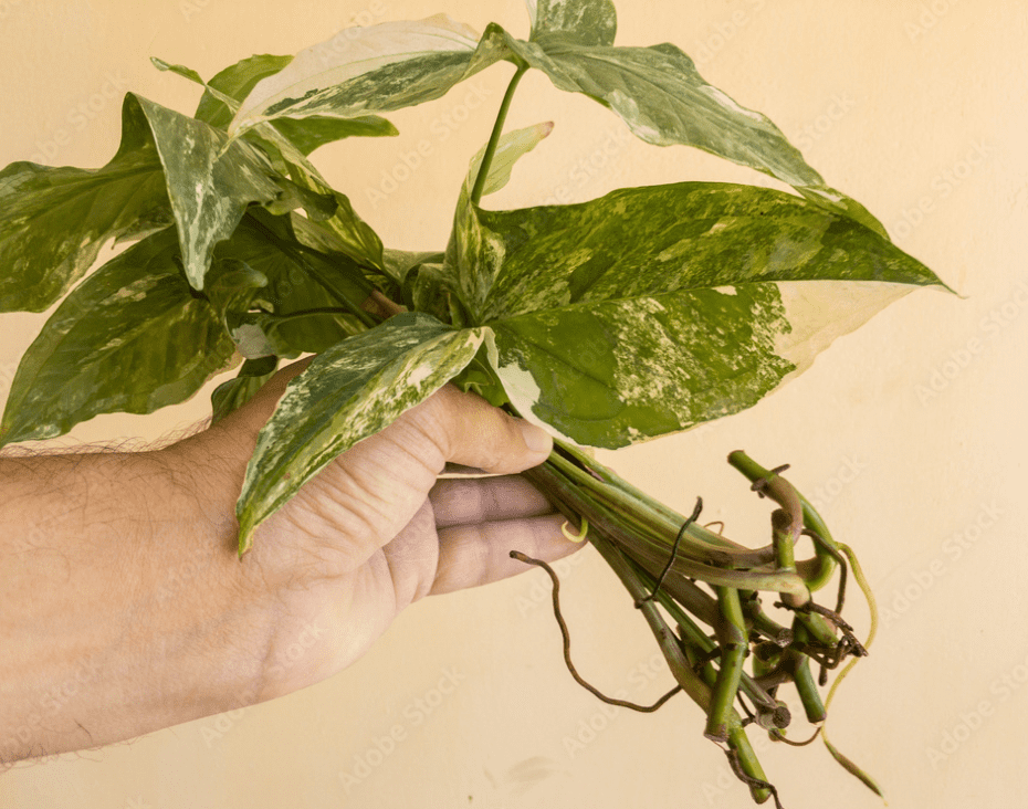 Propagated Arrowhead with roots