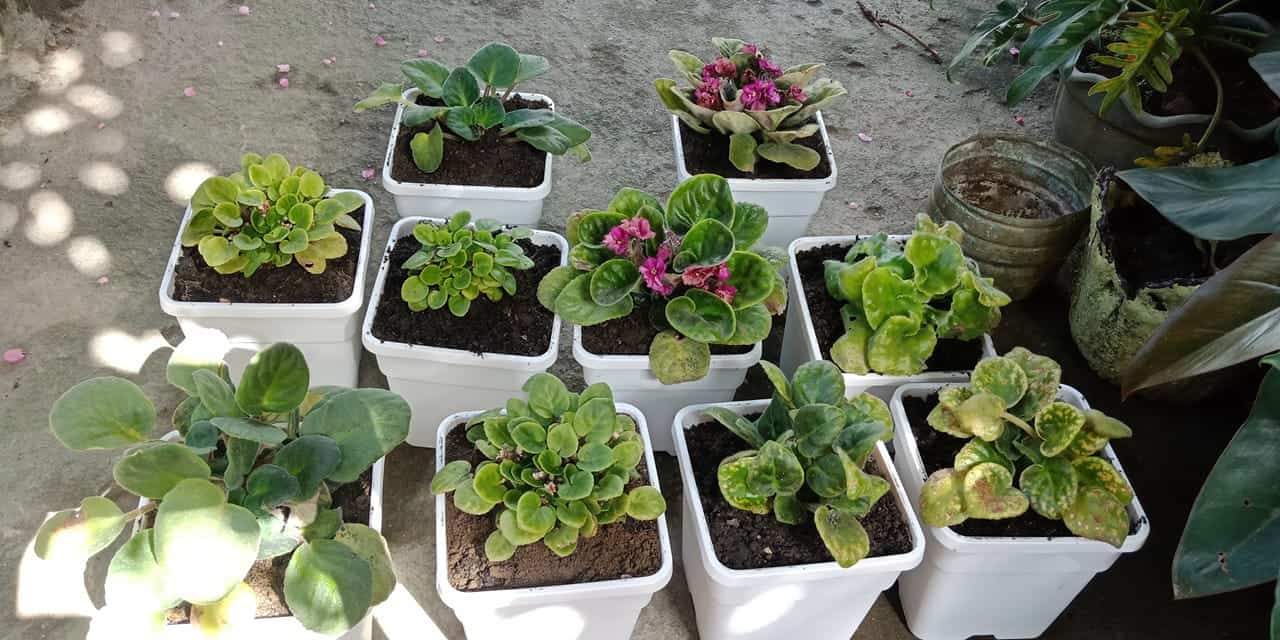 How to Repot African Violet with Long Neck? Plants Craze