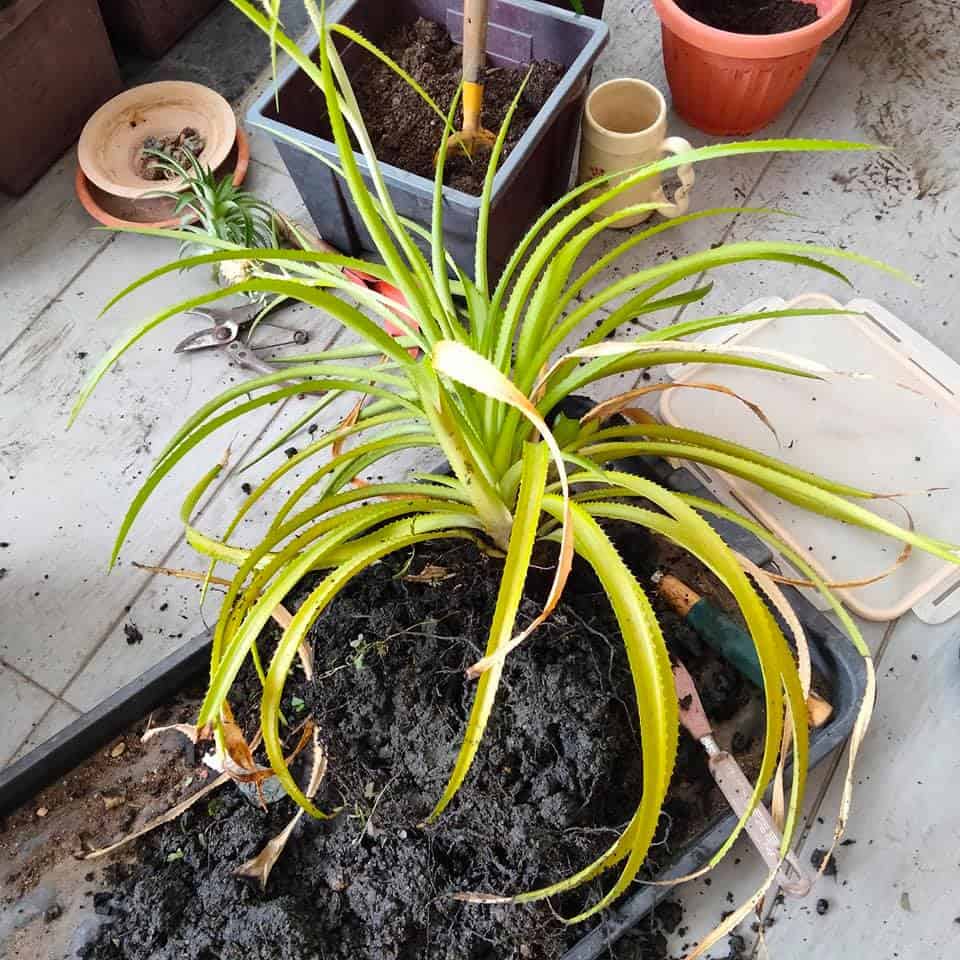 Image represents the process of repotting Pineapple Plants