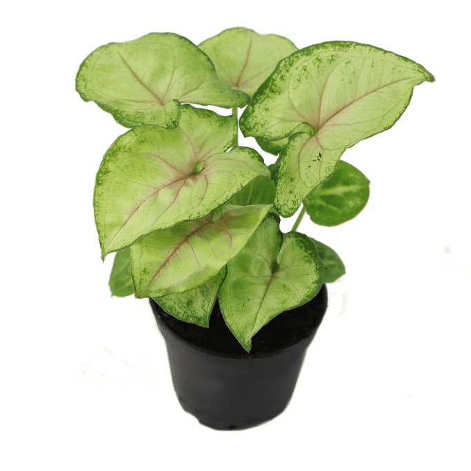 A black pot with Syngonium Podophyllum Berry Allusion