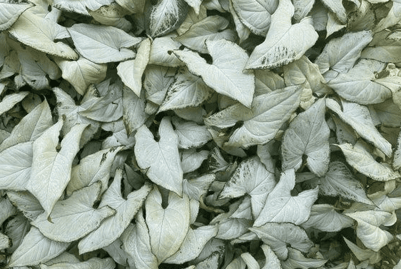 Bush of Syngonium Podophyllum Holly