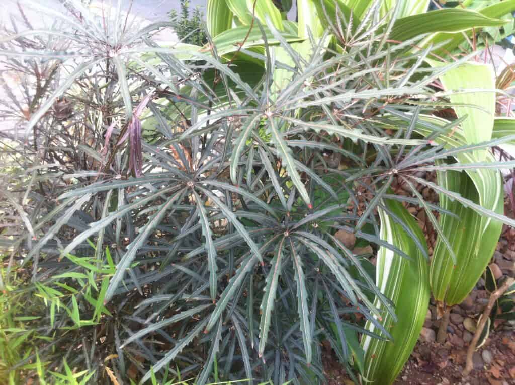 Threadleaf Aralia with its distinct saw like leaves