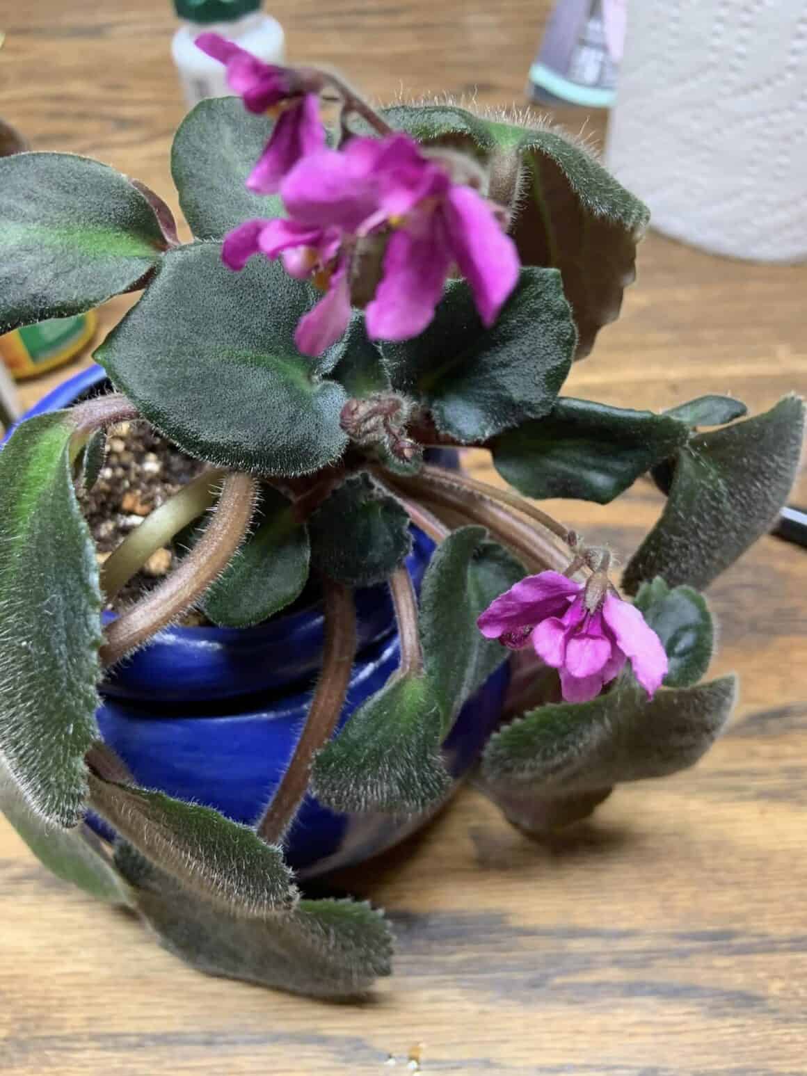 How to Repot African Violet with Long Neck? Plants Craze