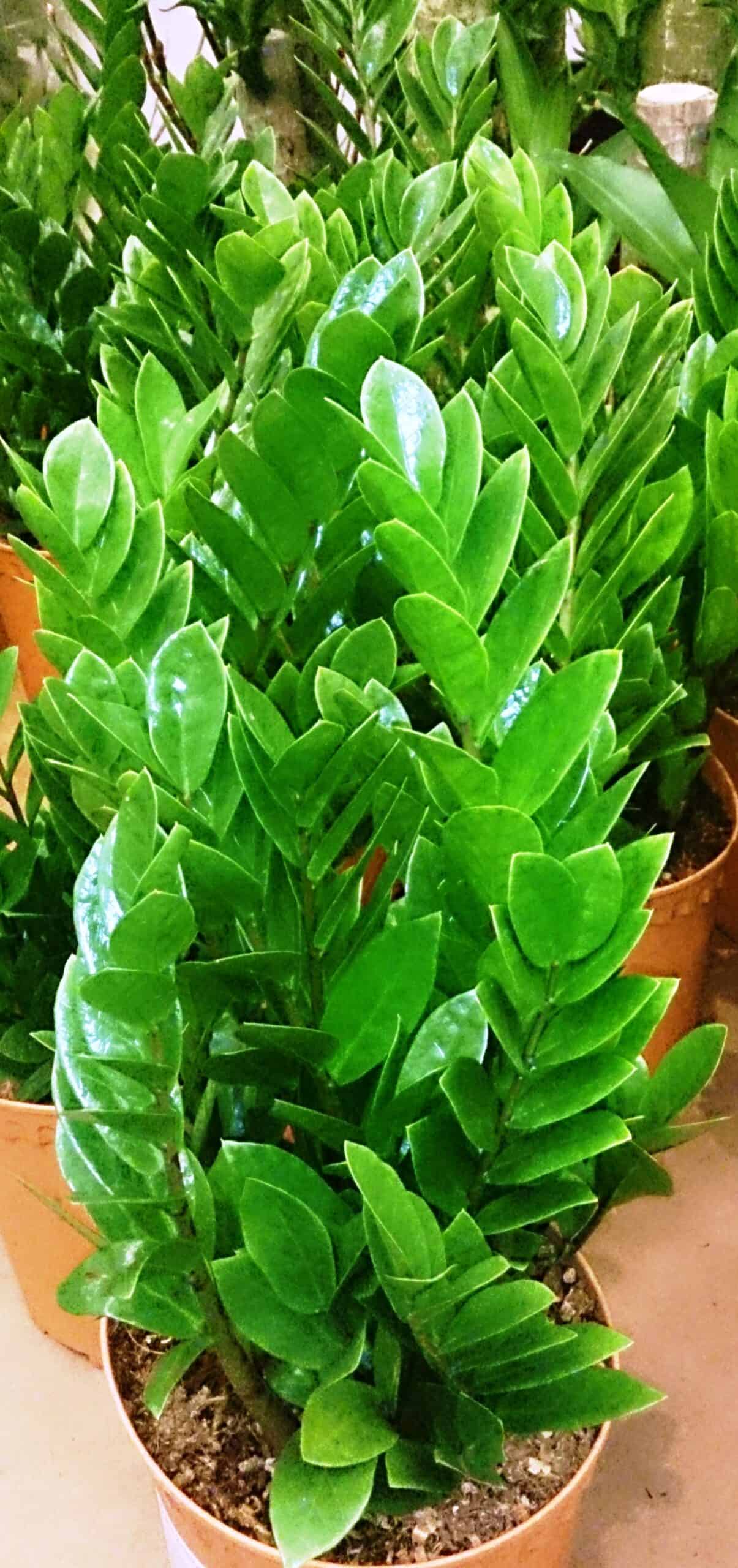 Are ZZ Plant Toxic to Cats? Plants Craze