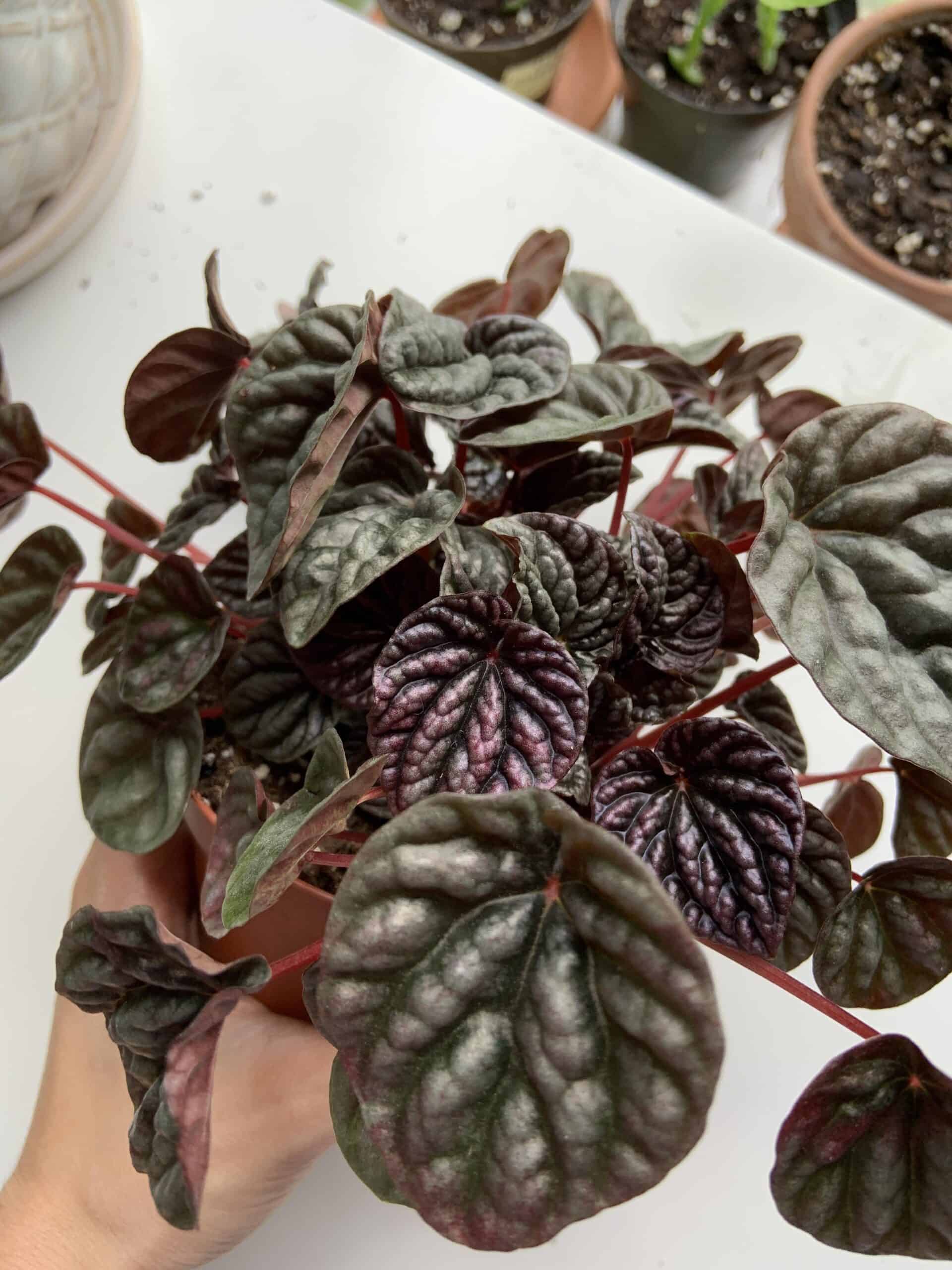 Top House Plants With Red Leaves Plants Craze