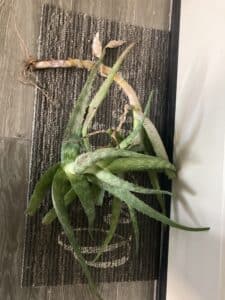 Aloe Vera ready for repotting