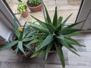 A Healthy Aloe Vera Plant