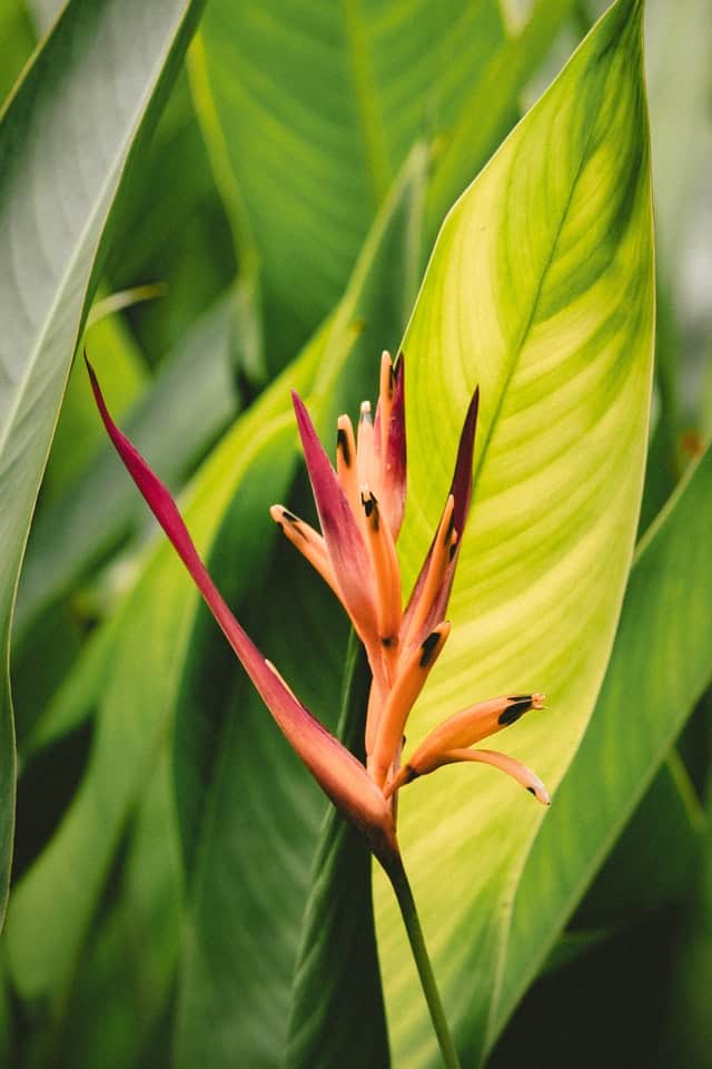 Having Birds of Paradise Yellow Leaves? [Causes & Fixes] Plants Craze