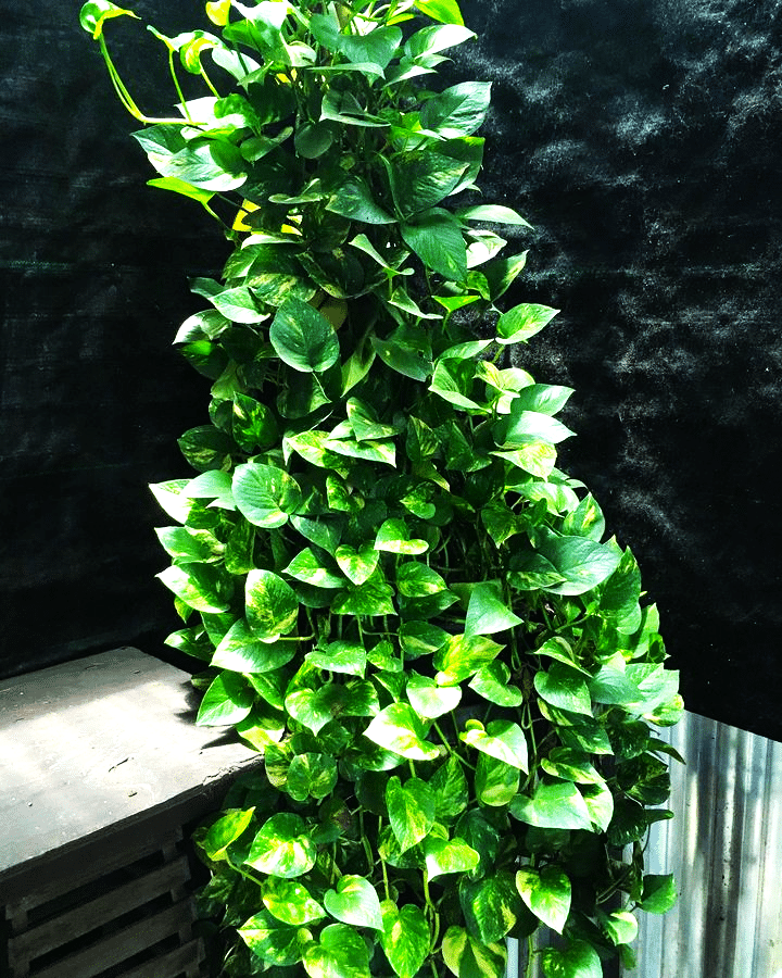 Image represents Pothos plant with fuller, bushier green foliage