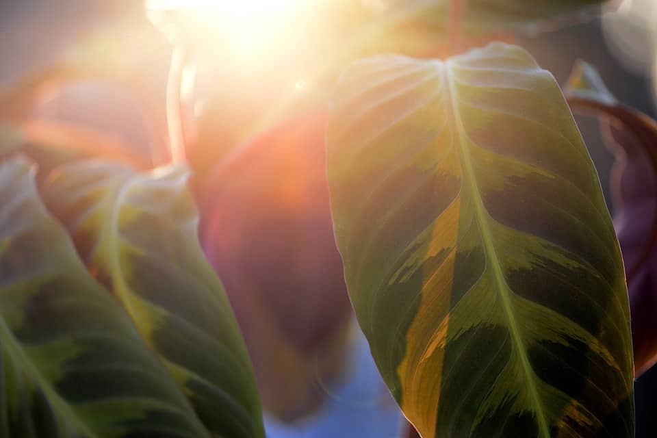 Sunlight hitting the Calathea leaves