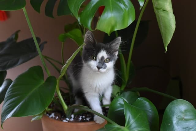 Cat near Indoor Plant