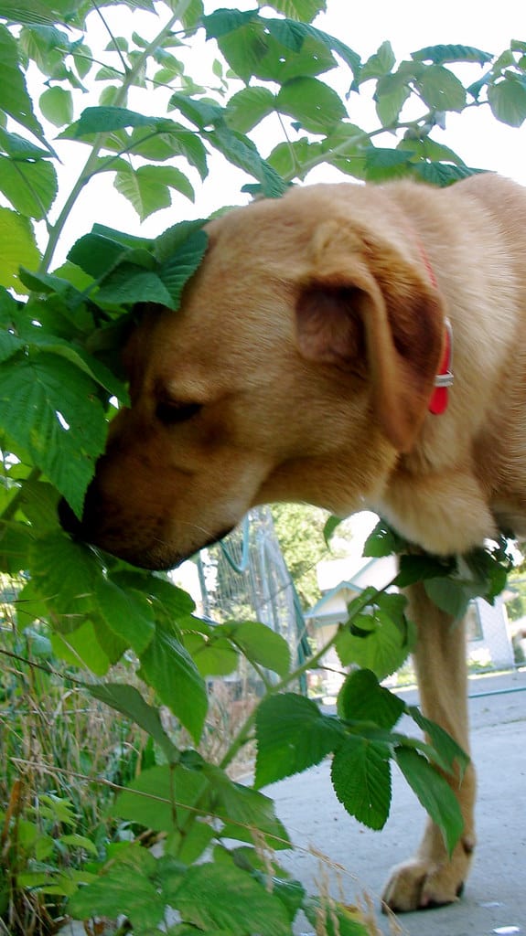 Are Fiddle Leaf Figs Toxic To Dogs?