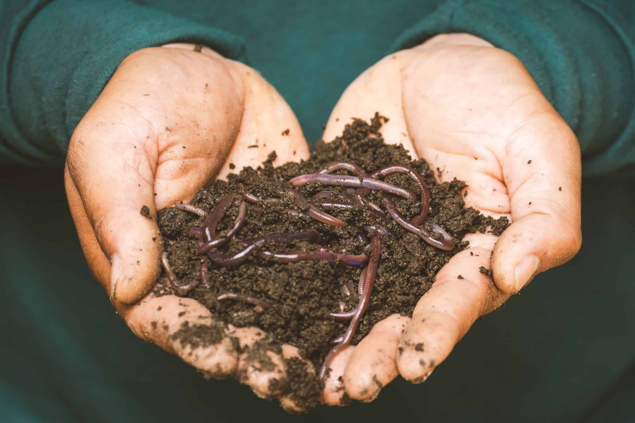 Handful of vermicompost with many earthworm wiggling.