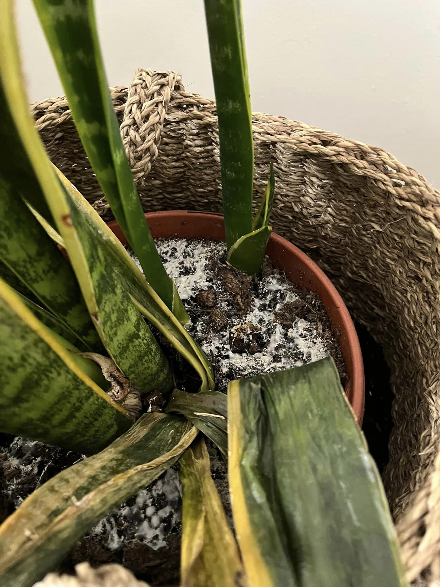 Snake Plant Root rot due to soil.