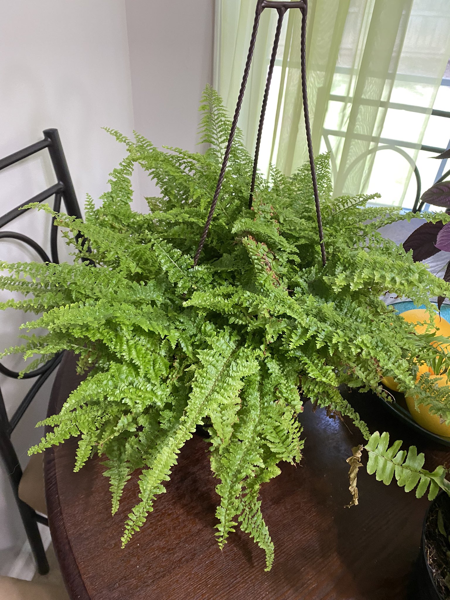 kimberly queen fern hanging