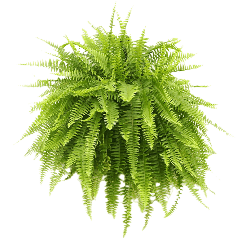 Complete Care Guide for Macho Fern - Plants Craze