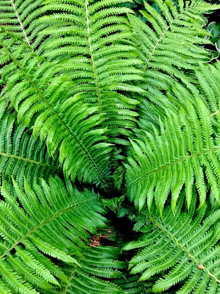 Complete Care Guide for Macho Fern - Plants Craze