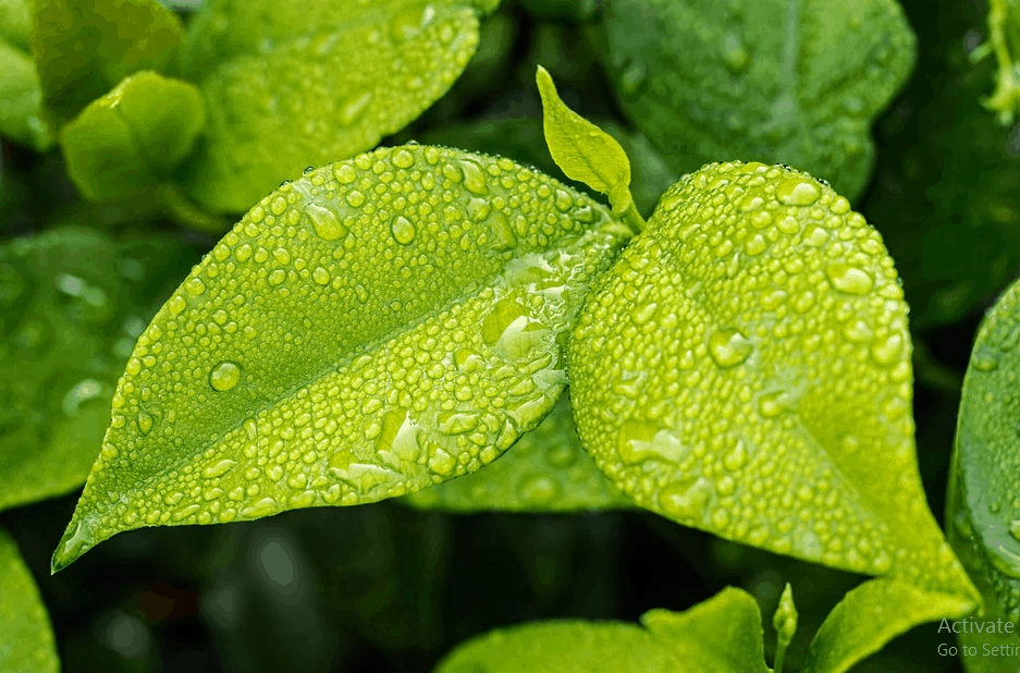 Misted leaves