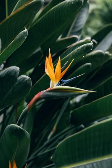 Bird of Paradise Propagation – A Complete Guide - Plants Craze