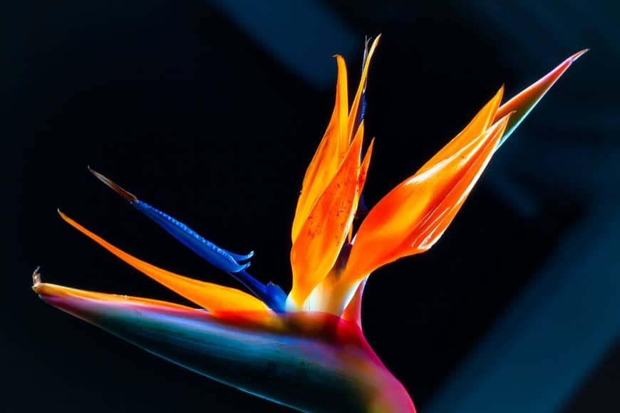 Bird of Paradise Propagation – A Complete Guide - Plants Craze