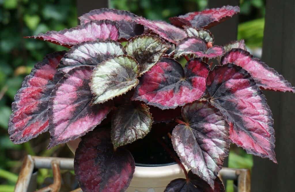 Top House Plants With Red Leaves Plants Craze