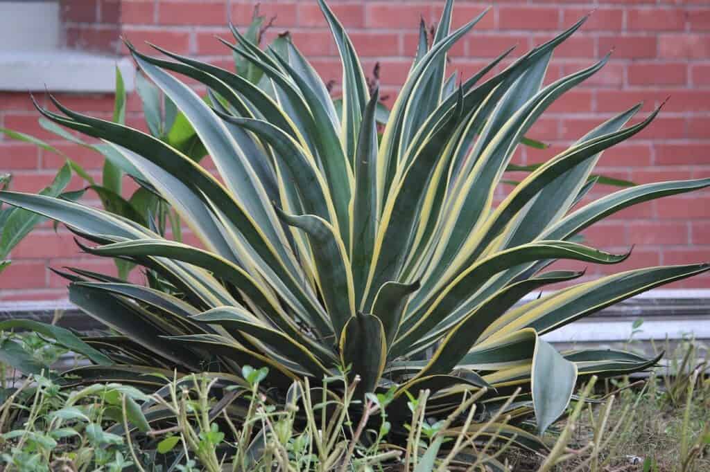 How Much Light does a Snake Plant Require?