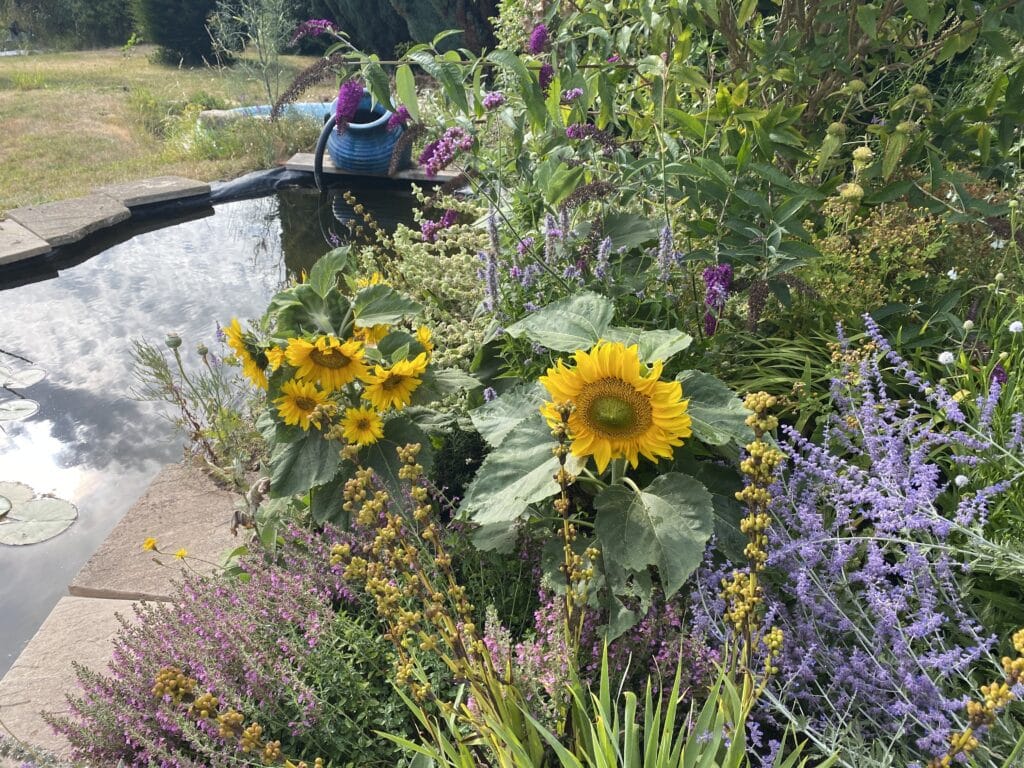 Sunflower Starting To Get Leggy