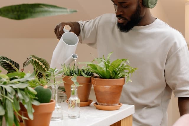 Watering Houseplants