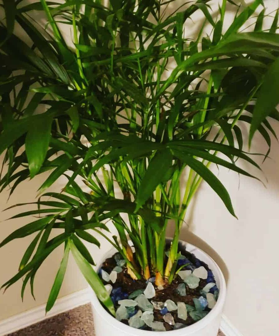 cat palm plant indoor s