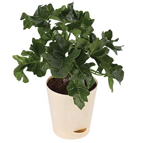 BabyPLNTS Collection Philodendron Atom