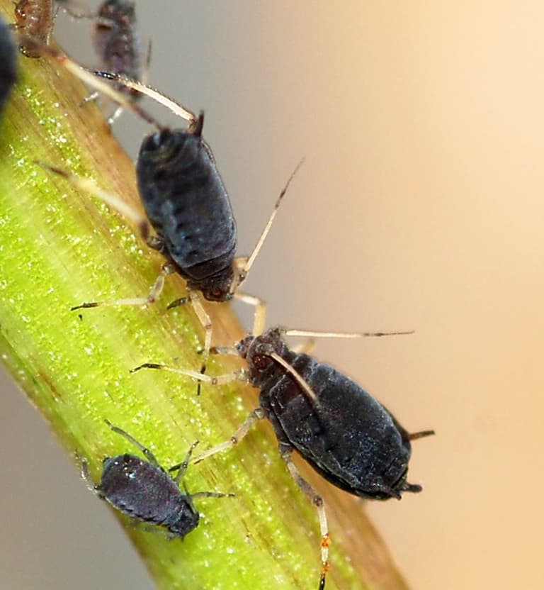 Aphids in the branch of the plant.