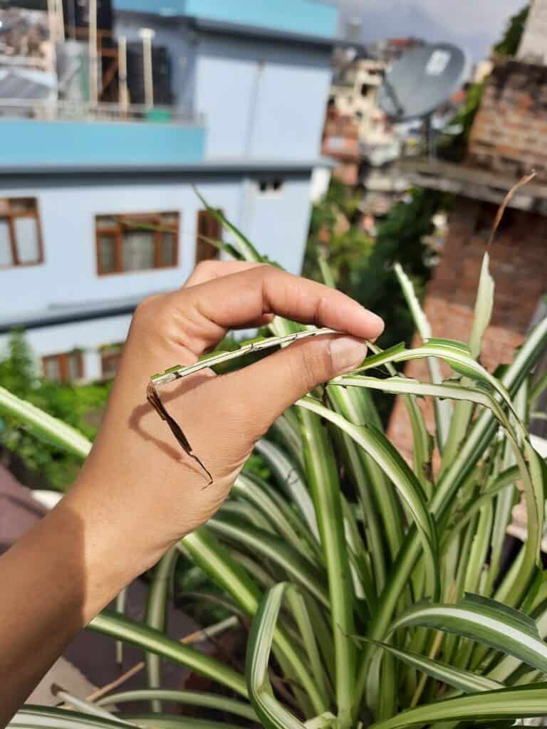 Brown Tip on Spider Plant Leaves