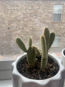 cactus-near-windows-sunlight