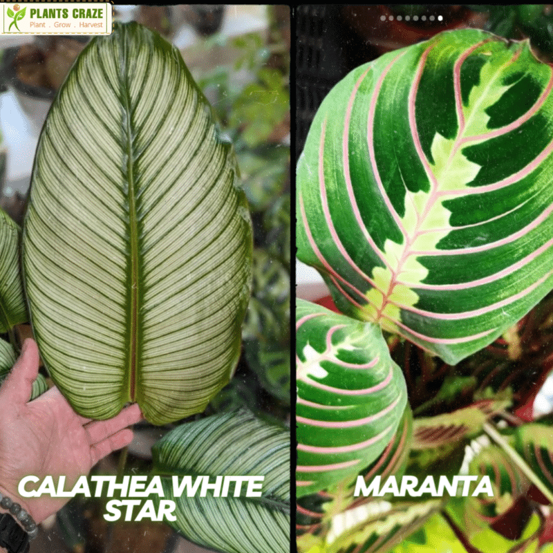 Maranta vs Calathea [5 Major Difference & Similarities]