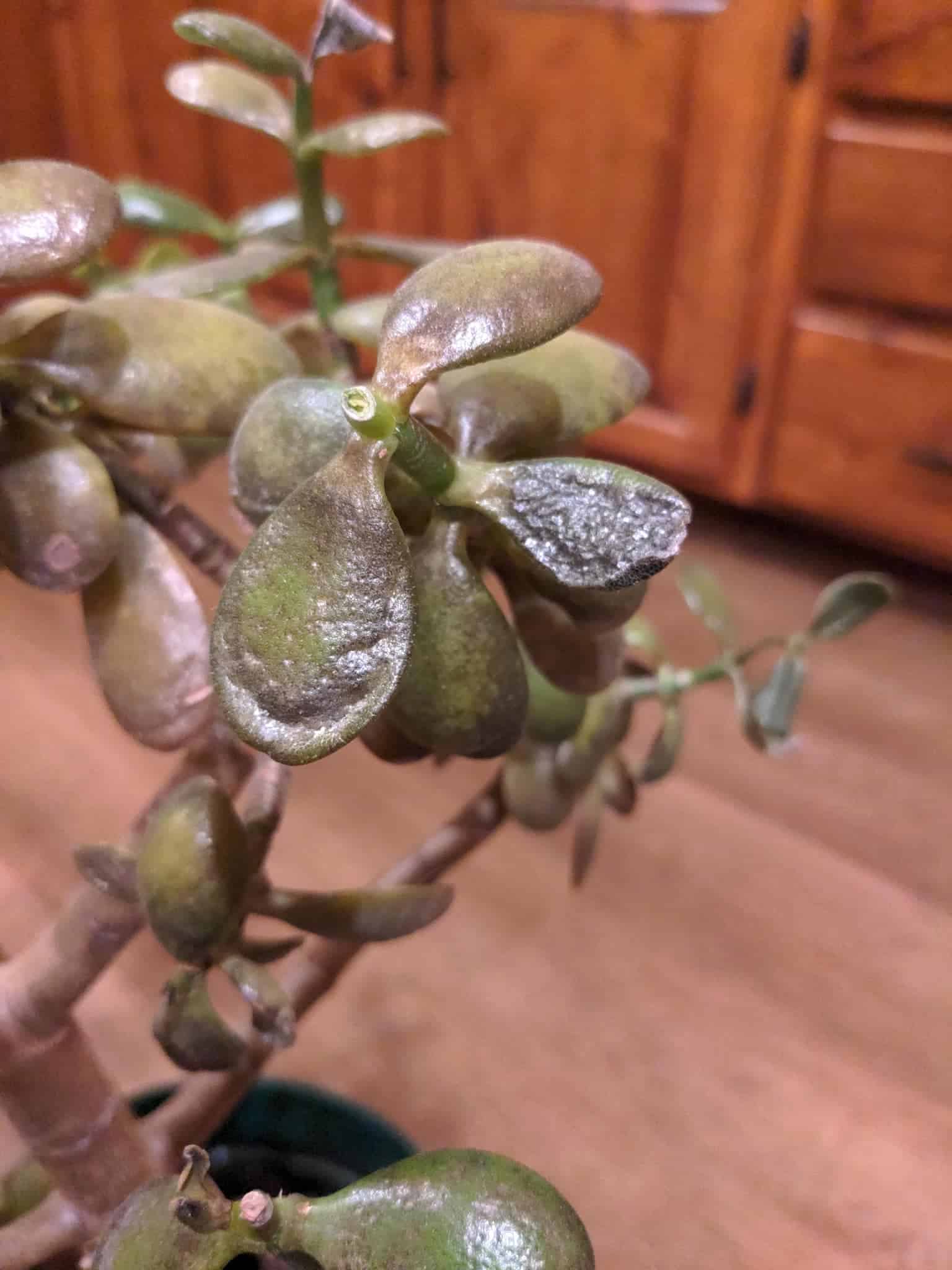 Image represents a frost-injured Jade Plant