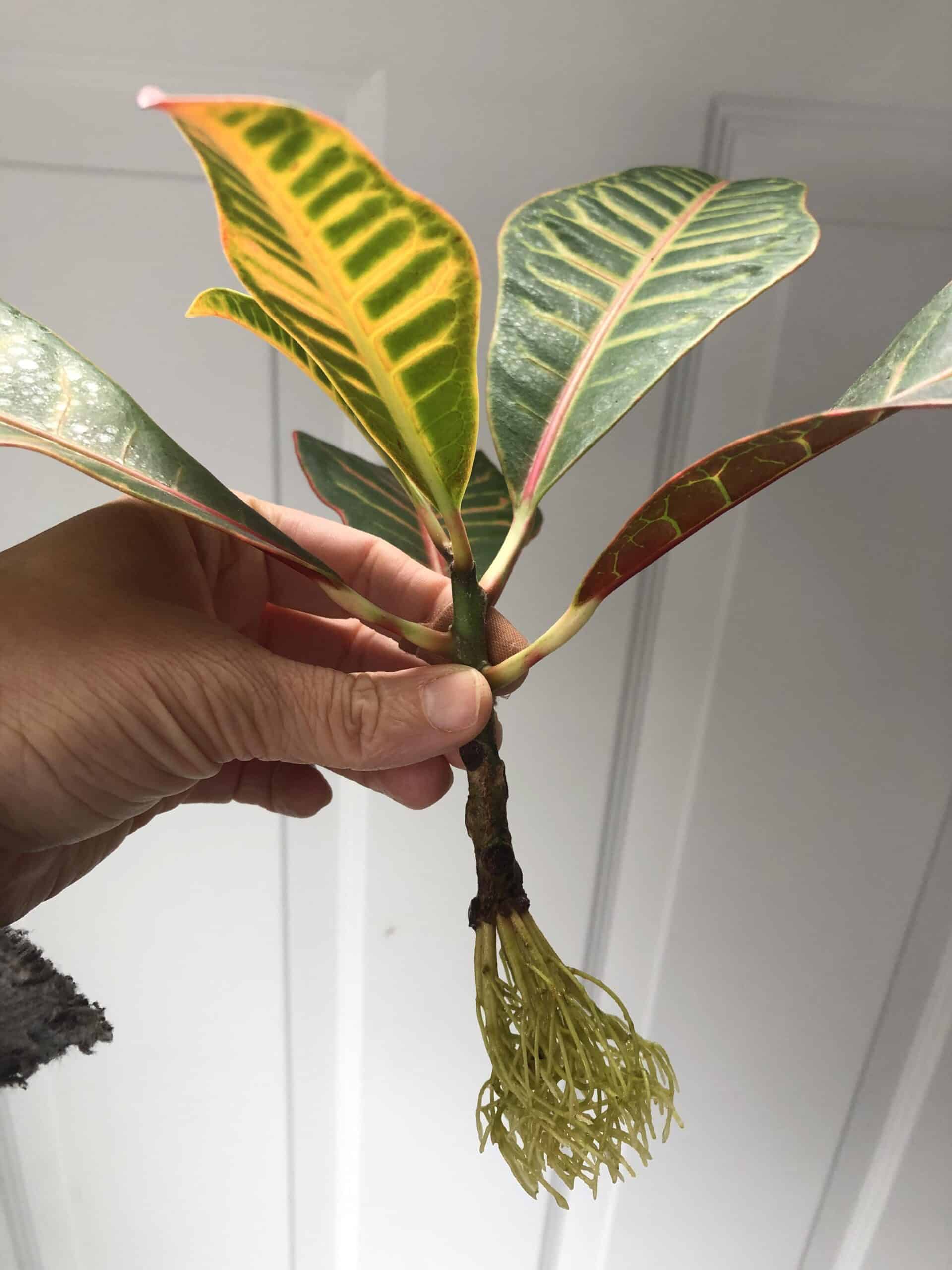 Croton Plant Propagation