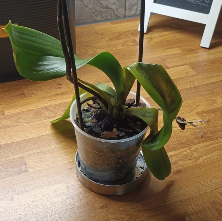 Why Are My Orchid Leaves Drooping? Plants Craze