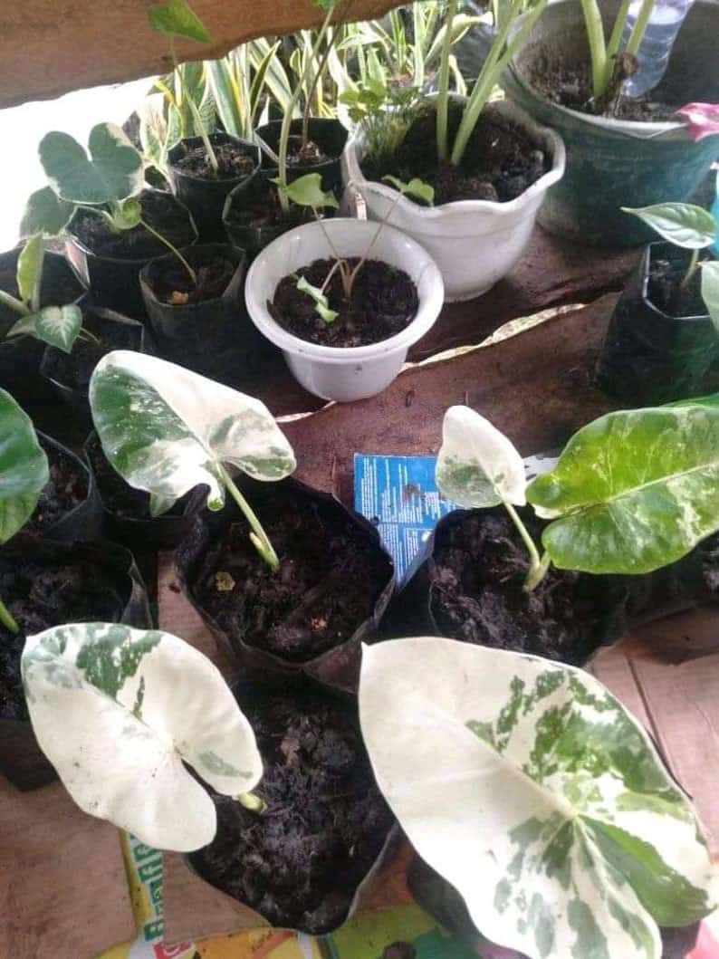 A Complete Guide to Alocasia Propagation Plants Craze